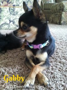 Pet Gallery - Gabby