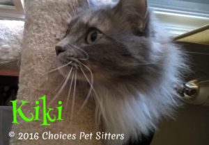 Pet Gallery - Kiki