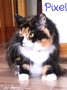 Pet Gallery - Pixel