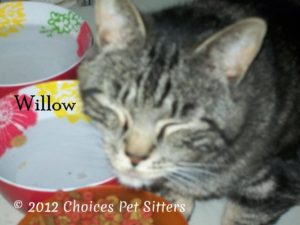 Pet Gallery - Willow