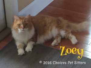 Zoey #3