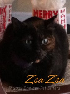 Pet Gallery - Zsa Zsa