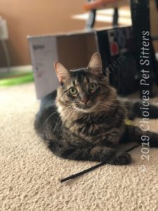 Gibby - resting
