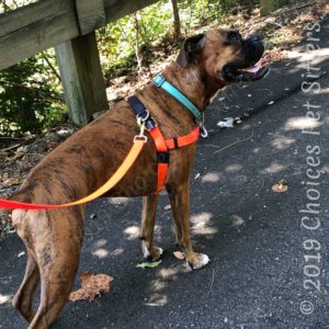 Boxer wearing Freedom Harness