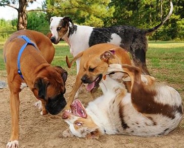 4 dogs