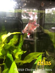 Atlas