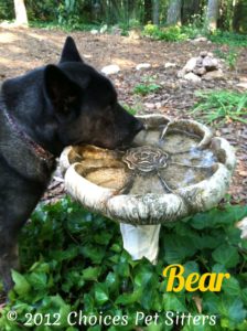 Bear
