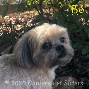 Bo