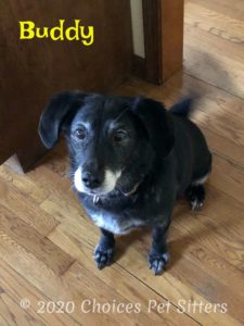 Buddy