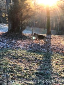 Canine Enrichment #1