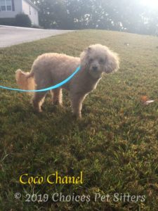 Coco Chanel