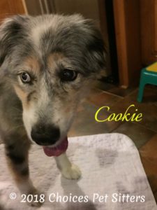 Cookie #1