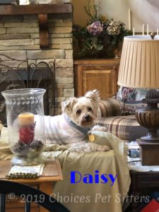 Daisy