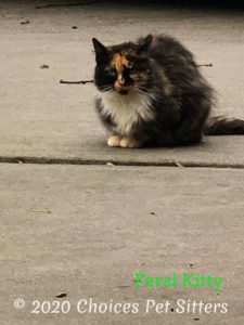 Feral Calico