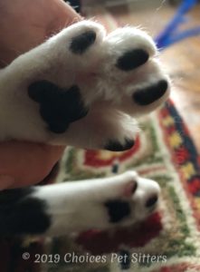 Freddie's paws