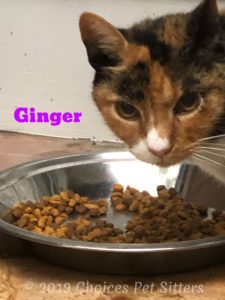 Ginger