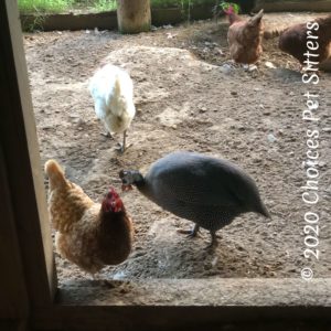 Guinea Hen and chickens