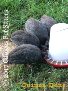 Guinea Hens