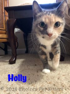 Holly