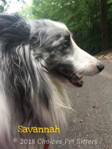Savannah