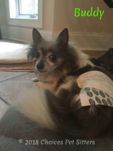 Buddy
