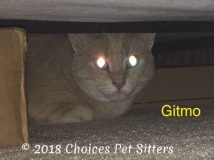 Gitmo