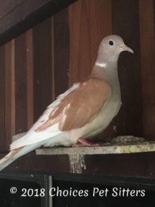 Ringneck Dove