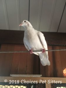 White Dpve
