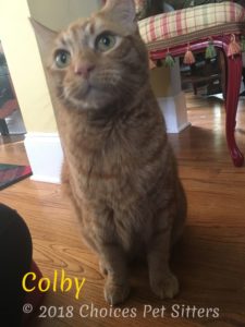 Colby