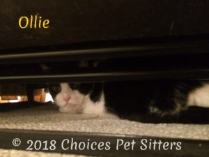 Ollie