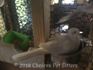 Dove nesting