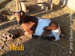 Heidi