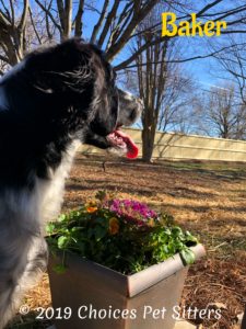Baker w flowers