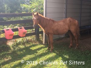 Horse at barn