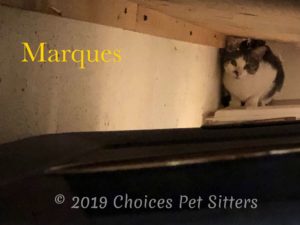 Marques