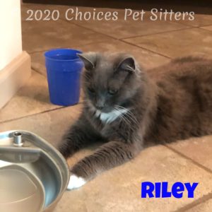 Kitty - Riley