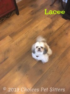Lacee