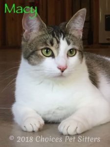 Macy - cat