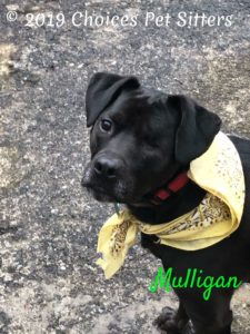 Mulligan