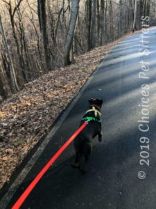 Dog Walking