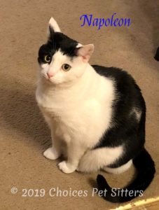 Napoleon