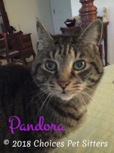 Pandora 
