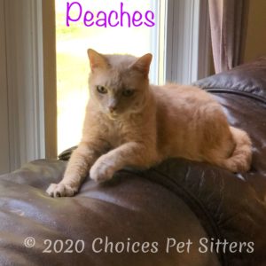 Peaches #1