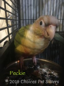 Peckie