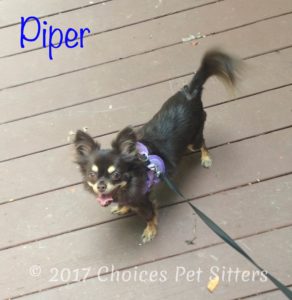 Piper