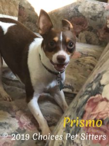Prismo playing