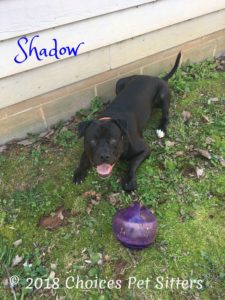 Shadow 2
