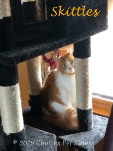 Skittles - Cat Tree