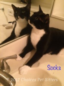 Socks