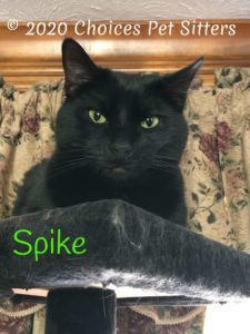 Spike - cat tree